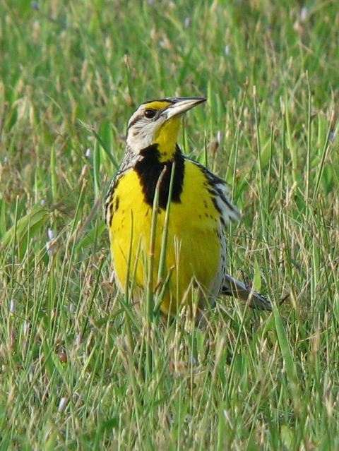 Eastern Meadowlark